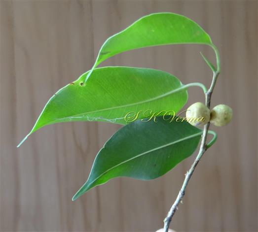  Branch bearing Leaves and Hypanthodia
